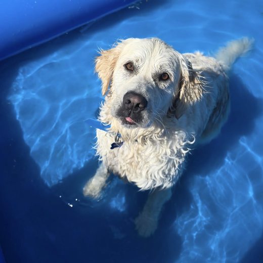 Pension Canin Garde Chien Vacances