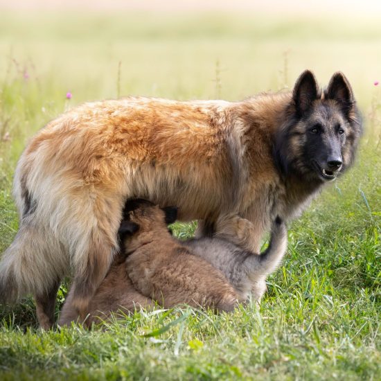 Élevage tervueren malinois altdeutscher schäferhund